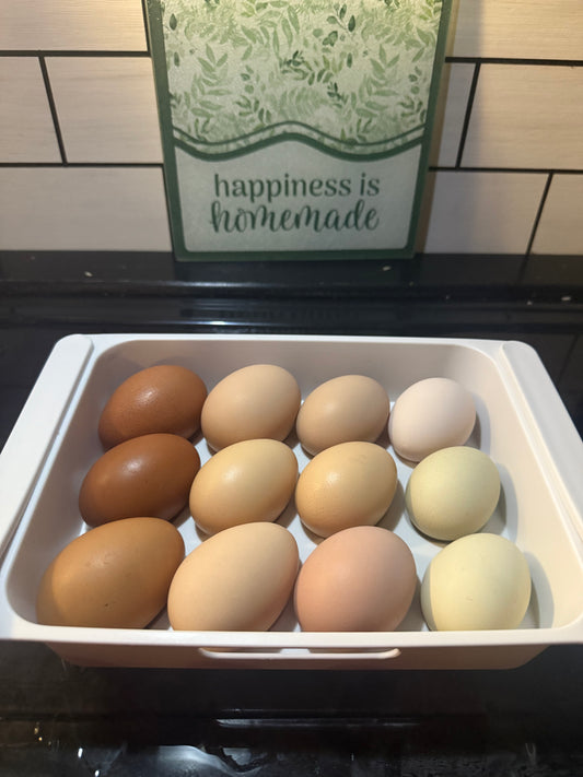 Fertal Hatching Eggs